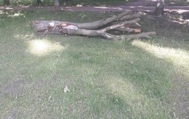 Wycięte drzewa (2)