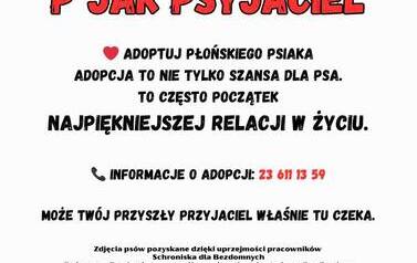 Adoptuj psa 15