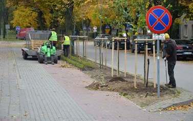 Nowe nasadzenia przy ul. 1 Maja