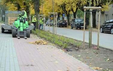 Nowe nasadzenia przy ul. 1 Maja