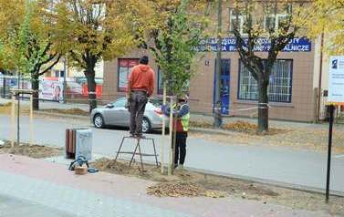 Nowe nasadzenia przy ul. 1 Maja
