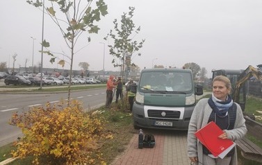 Nowe nasadzenia przy ul.Żołnierzy Wyklętych