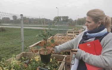 Nowe nasadzenia przy ul. ks. J. Popiełuszki