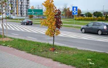 Rewitalizacja miejskich skwer&oacute;w i pas&oacute;w zieleni