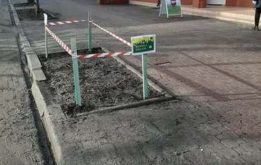 Dbamy o zieleń