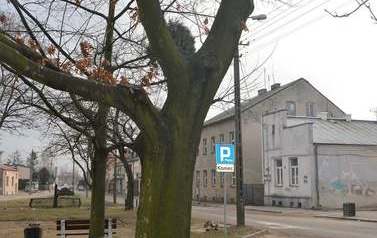 Dwa razy więcej drzew 