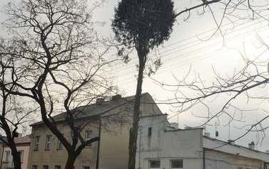 Dwa razy więcej drzew 