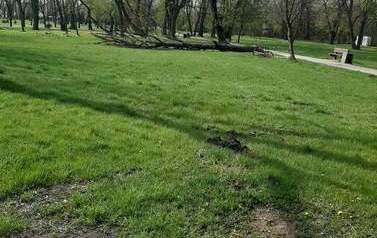 Przyroda w miejskich parkach 
