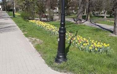 Nasze miasto wypięknieje na wiosnę 