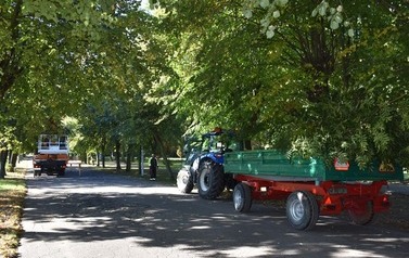 Prace w obrębie koron drzew w 3 miejscach w Płońsku