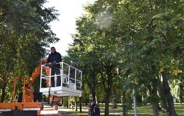 Prace w obrębie koron drzew w 3 miejscach w Płońsku 