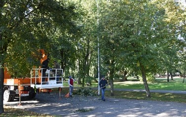Prace w obrębie koron drzew w 3 miejscach w Płońsku