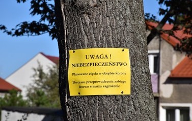 Prace w obrębie koron drzew w 3 miejscach w Płońsku