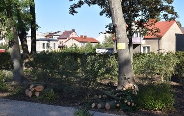 Prace w obrębie koron drzew w 3 miejscach w Płońsku