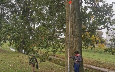 Dbamy o najwyższe drzewa w Płońsku 