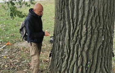 Dbamy o najwyższe drzewa w Płońsku 