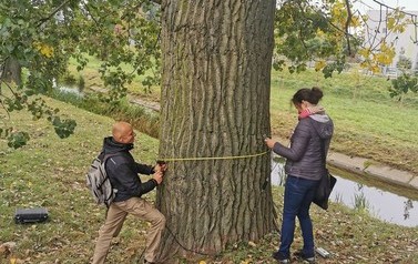 Dbamy o najwyższe drzewa w Płońsku 