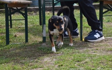 Pierwszy Hubertus Ziemi Płońskiej za nami 
