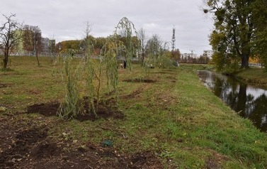 Zazielenienia Płońska ciąg dalszy