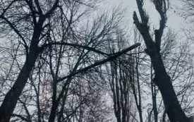 Galeria aktualności Uwaga - Park Wolności, w pobliżu zagrody miejskie 3560 1