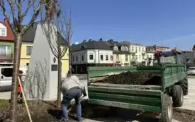 Galeria aktualności W sercu naszego miasta przybyły 3 nowe drzewa &nbsp; &nbsp; &nbsp; 1