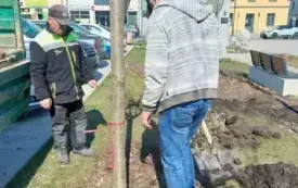 Galeria aktualności W sercu naszego miasta przybyły 3 nowe drzewa &nbsp; &nbsp; &nbsp; 4