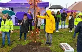Galeria aktualności 50 nowych drzew w Płońsku 50-lecie Mondelez International 11