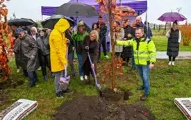 Galeria aktualności 50 nowych drzew w Płońsku 50-lecie Mondelez International 14