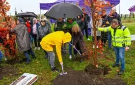 Galeria aktualności 50 nowych drzew w Płońsku 50-lecie Mondelez International 15