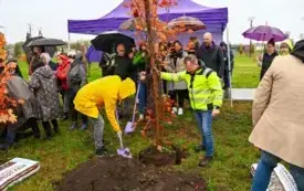 Galeria aktualności 50 nowych drzew w Płońsku 50-lecie Mondelez International 16