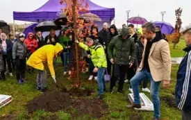 Galeria aktualności 50 nowych drzew w Płońsku 50-lecie Mondelez International 17