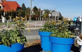 Galeria aktualności Ponad 1 000 000 zł dla Miasta Płońsk - przybędzie 2 800 nowych roślin, powstanie nowa łąka kwietna&nbsp; 3