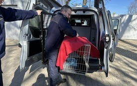 Galeria aktualności Ruszyły zabiegi dla kot&oacute;w wolno żyjących 5