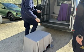 Galeria aktualności Ruszyły zabiegi dla kot&oacute;w wolno żyjących 7
