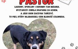 Adoptuj psa 11