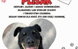 Adoptuj psa 12