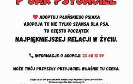 Adoptuj psa 15