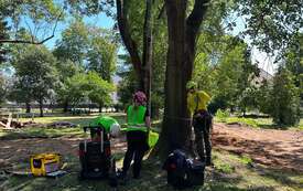 Galeria aktualności Arborysta w Parku Konstytucji 3 Maja 4
