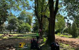 Galeria aktualności Arborysta w Parku Konstytucji 3 Maja 10