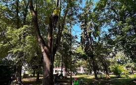 Galeria aktualności Arborysta w Parku Konstytucji 3 Maja 18
