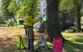 Galeria aktualności Arborysta w Parku Konstytucji 3 Maja 19