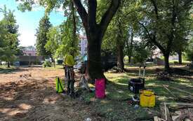Galeria aktualności Arborysta w Parku Konstytucji 3 Maja 20