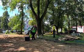 Galeria aktualności Arborysta w Parku Konstytucji 3 Maja 22