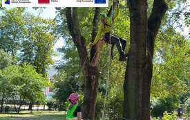 Galeria aktualności Arborysta w Parku Konstytucji 3 Maja 29