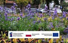 Galeria aktualności Park Konstytucji 3 Maja w Płońsku nabiera barw 1