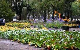 Galeria aktualności Park Konstytucji 3 Maja w Płońsku nabiera barw 4