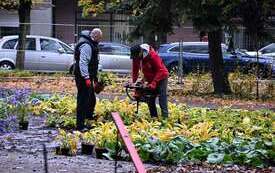 Galeria aktualności Park Konstytucji 3 Maja w Płońsku nabiera barw 12