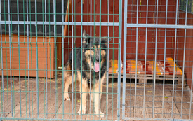 Galeria aktualności Dzień Kundelka w Psiechowalni Stowarzyszenia "Uszy do G&oacute;ry" 11