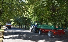 Prace w obrębie koron drzew w 3 miejscach w Płońsku