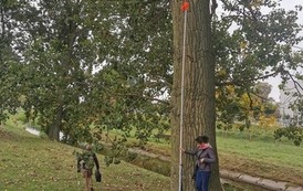 Dbamy o najwyższe drzewa w Płońsku 